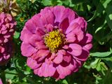 6 Oct Purple Zinnia