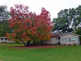 19 Oct Fall color in Cassville
