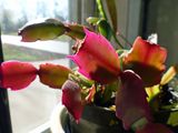 17 Nov Christmas cactus