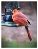 Cardinal