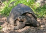 Galapagos Tortoise