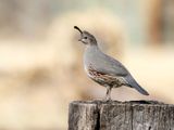 Gambels Quail