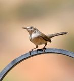 Bewicks Wren