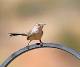 Bewicks Wren
