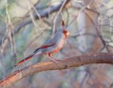 Pyrrhuloxia