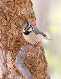 Bridled Titmouse
