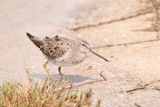 Long-billed Dowitcher
