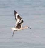 Willet
