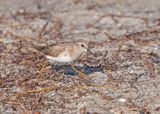 Least Sandpiper
