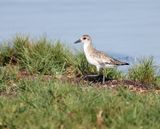 Black-bellied Plover 