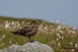 Great Skua <i>(Stercorarius skua)</i>