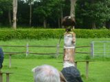Scene from birds of prey display