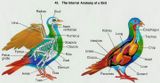 bird anatomy.jpg