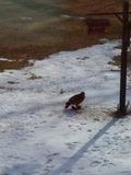 Hawk eating starling.jpg