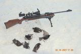 Starlings and RWS 54_2.jpg