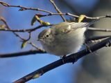 Humes Bladkoning - Phylloscopus humei - Humes Leaf Warbler 