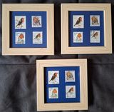 Robins