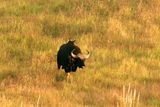 It kept coming. Gaur Khao Yai NP Thailand100201. Stefan Lithner