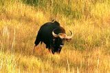 Eventually totally neglecting us. Gaur Khao Yai NP 100201. Stefan Lithner