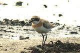 Greater Sand-plover (Charadrius leschenaultii). I met this species on several occasions furing my stay in the Middle East August