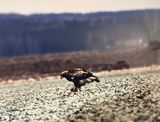 Golden Eagle with prey.