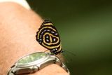  Yellow-rimmed Eighty-eight (Callicore texa titania or astarte) Jamaca Valley Brazil 2011-11-10 Stefan  Lithner 
