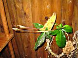 2008-10-31_Madagaskar 135 Comet Moth (Argema mittrei)  Ranomafana 081031 S. Lithner-2.jpg