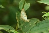 White Peacock (Anartia jatrophae) REGUA Brazi 2011-11-24 Stefan  Lithner