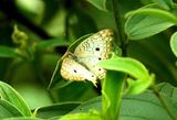 White Peacock (Anartia jatrophae) REGUA Brazi 2011-11-24 Stefan  Lithner Stefan  Lithner
