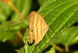 Myncia Satyr (Cissa myncia) REGUA Brazil 2011-11-25  Stefan  Lithner