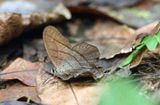 _Lamia Pirella (Pierella lamia)  REGUA Brazil 2011-12-25  Stefan  Lithner
