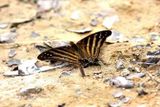 Many-banded Daggerwing (Marpesia chiron) Piquiri Lodge Pantanal Brazil 2012-11-05  Stefan  Lithner