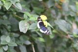 Eleuchia Longwing (Heliconius eleuchia) Colombia 2013-03 Stefan  Lithner7 