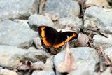 Fire-rim Tortoiseshell  (Aglais milberti)  Colombia 2013-03-19 Stefan  Lithner