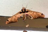 Six-sptted Moth (Adhemarius sexoculata)  Colombia 2013-10-01 Stefan  Lithner