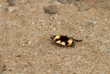 Yellow Pansy  (Junonia hierta) Mkumazi NP Tanzania 2015-11-17 Stefan  Lithner