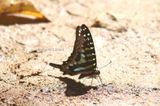 Larger Striped Swordtai l (Graphium antheus) Tanzania 2016-11-24 Stefan  Lithner 