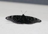 The (Constable Dichorragia nesimachus poss.) China 2016-10-23 Stefan  Lithner
