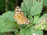 Cuban Crescent (Anthanassa frisia soroa) Cuba 2016-03-28 Stefan  Lithner