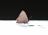 Tailless Lineblue (Prosota dubiosa)  MalaysiaBorneo 2018-04-02 Stefan  Lithner