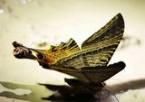 Empedocles Moth (Mania empedocles prob.)  Brazil 2019-10-06 Stefan  Lithner 