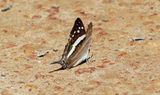 Creaton Daggerwing (Marpesia crethon) Brazil  2019-10-06 Stefan  Lithner