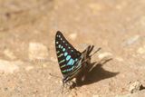 Dancing Swordtail Graphium polistratus prob.)  Khai Yai Thailand 2010-01-31 Stefan  Lithner