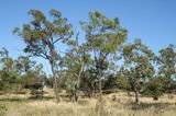 savanna open woodland