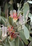 Grey Mistletoe