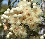 Desert Bloodwood