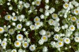 White Paper Daisy