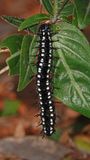 Leafwing caterpillar