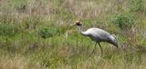 Brolga