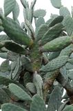 Velvety Prickly Pear